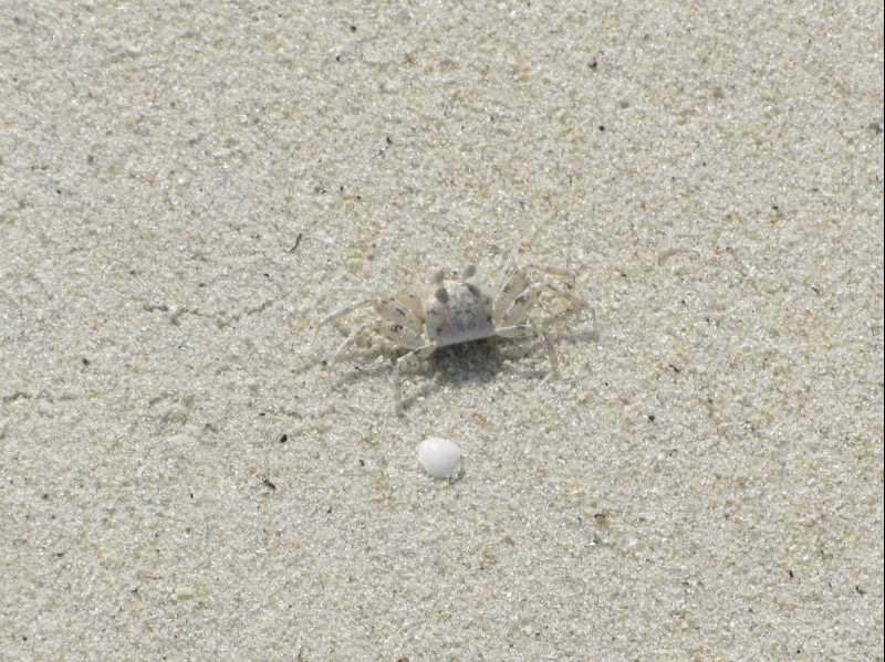 Penang National Park - a white crab