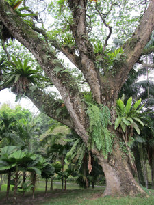 Tree in Tun Abdul Razak Park