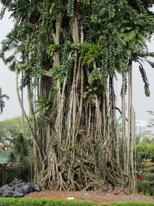 Banyan tree in Tun Abdul Razak Park