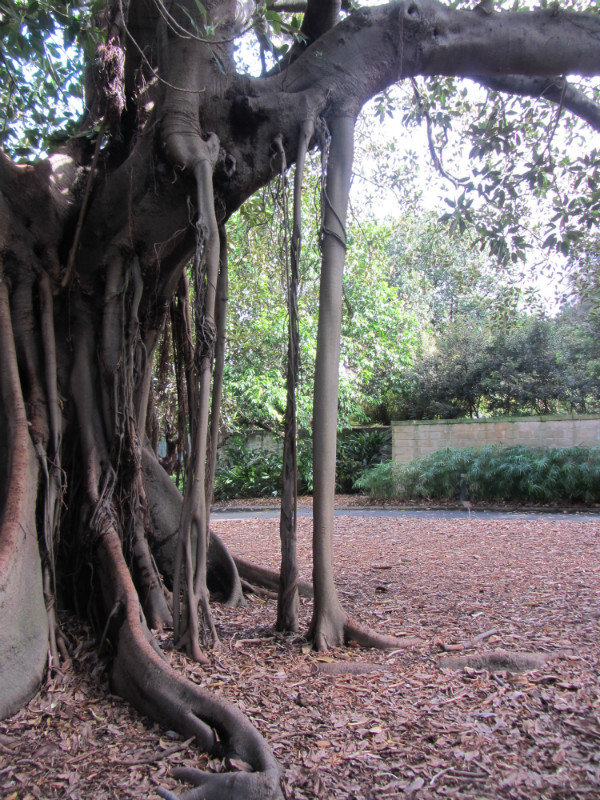 Impressive tree in Botanic Gardens