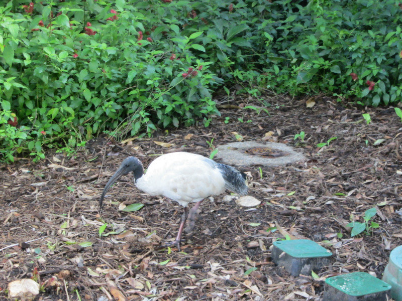 Ibis - the local bully