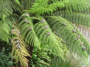 Christchurch - birds on fern