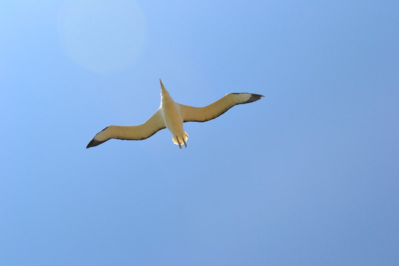 Otago Peninsula - Albatross