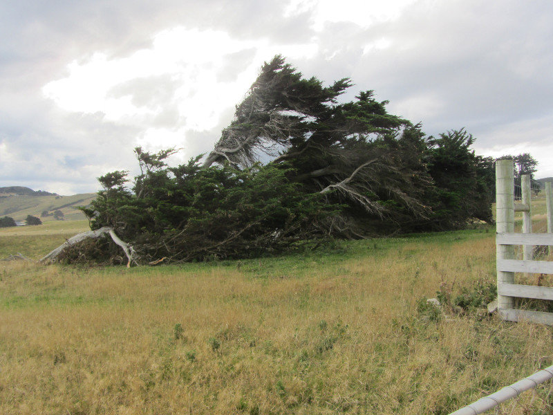 Catlins - windswept tree