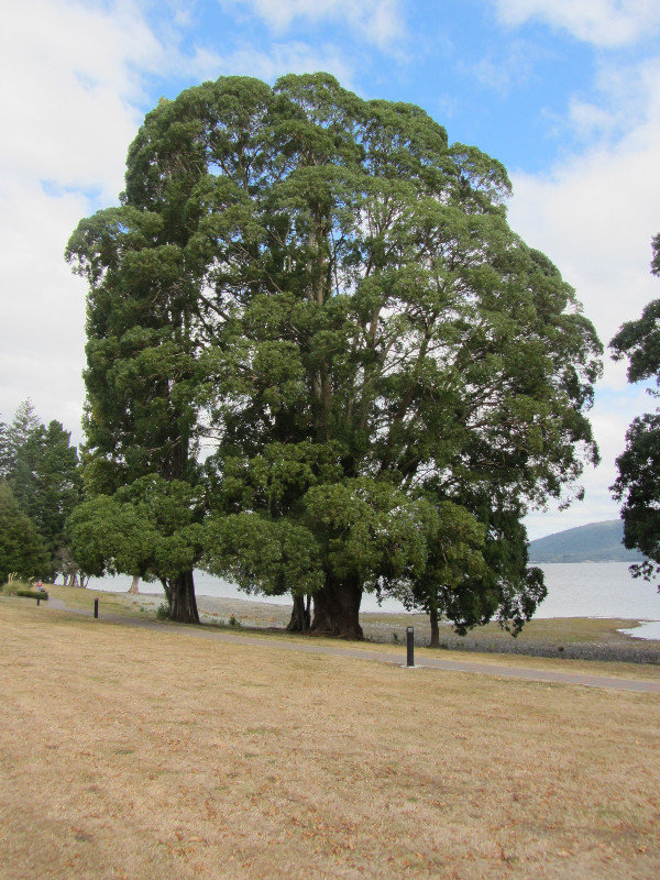 Te Anau