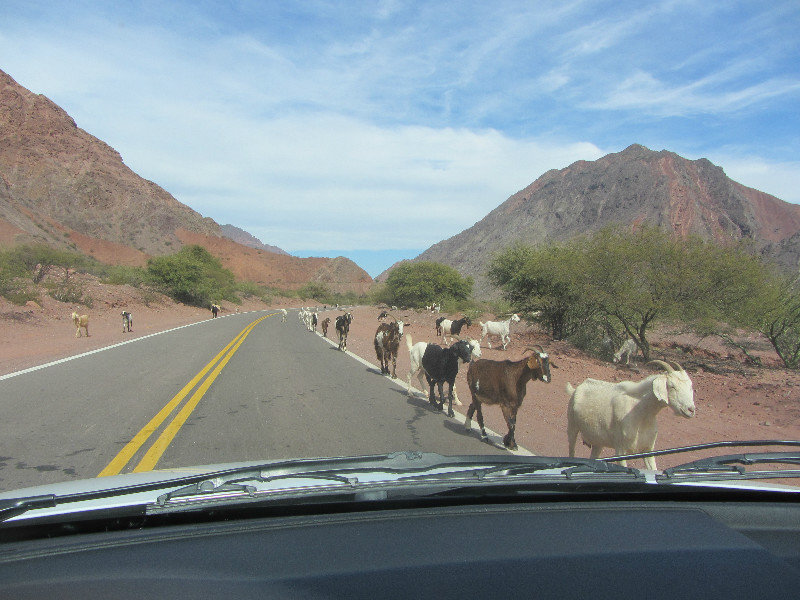 Goats on the way to Cafayate
