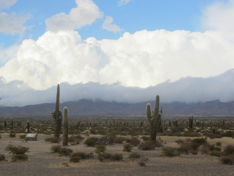 Cacti on return to Salta from Cafayate