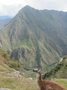 Machu Picchu - Llama and mountain