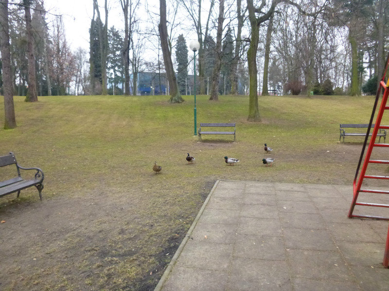 Ducks at the Playground