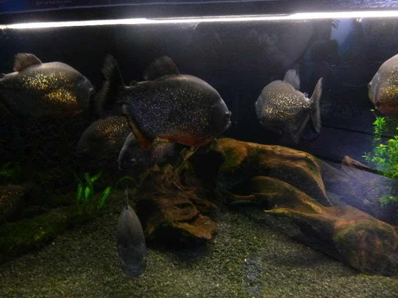 Piranha Tank
