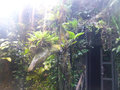 Tropical Rainforest Room