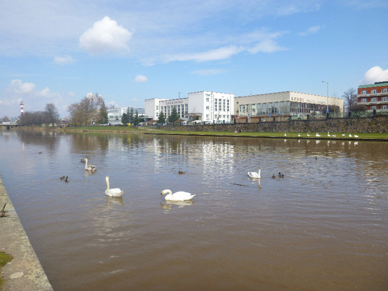 Ducks and Swans on the River