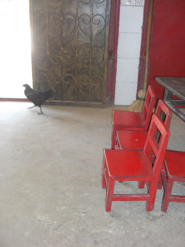 Chicken Strolling through the Garage/Dining Room