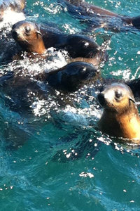 The Seals
