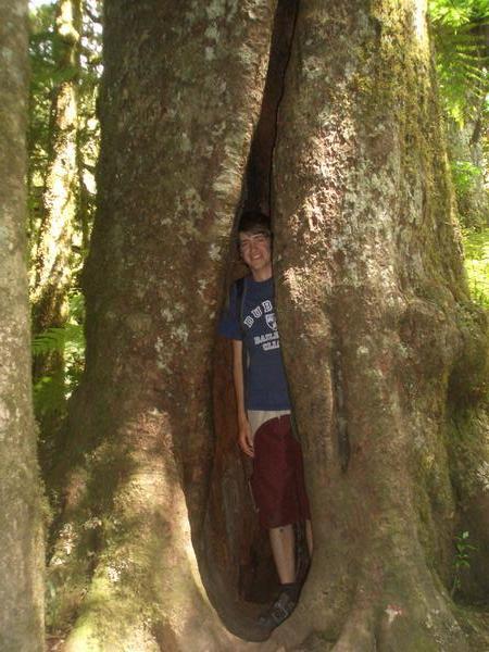 Jack in a huge tree