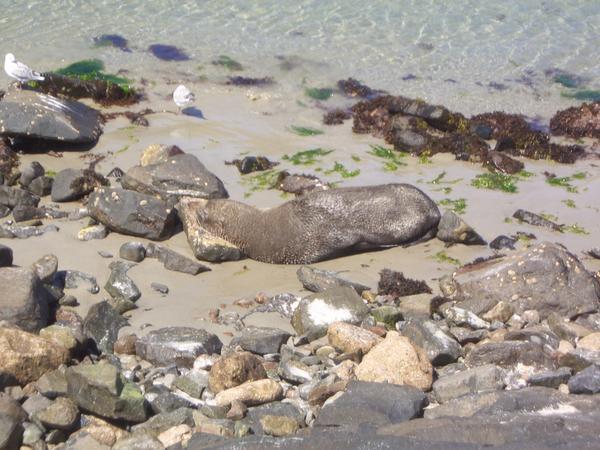 seal on the Otago Peninsula
