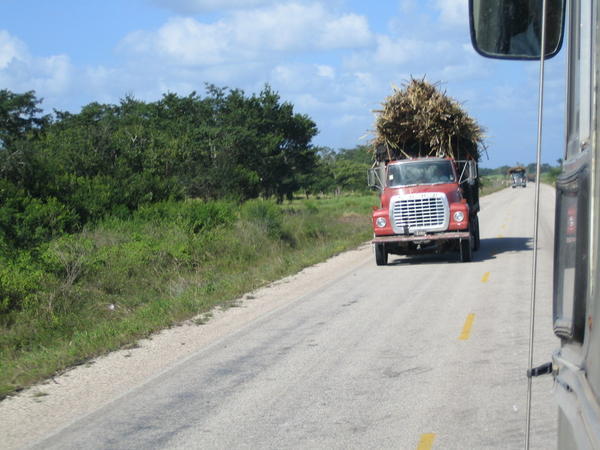 Sugar cane harvest (truck)