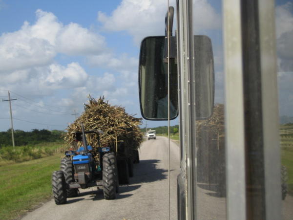 Sugar cane harvest (tractor)