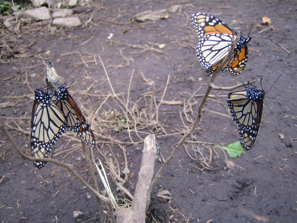 Four Monarch butterflies