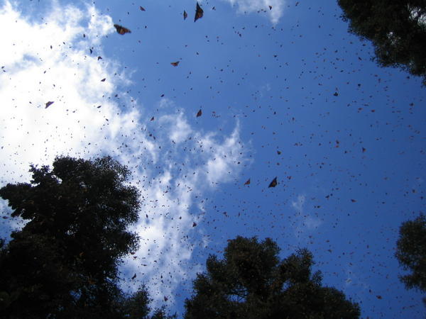 Butterflies flying in the skies