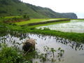 Water buffalo and terraces