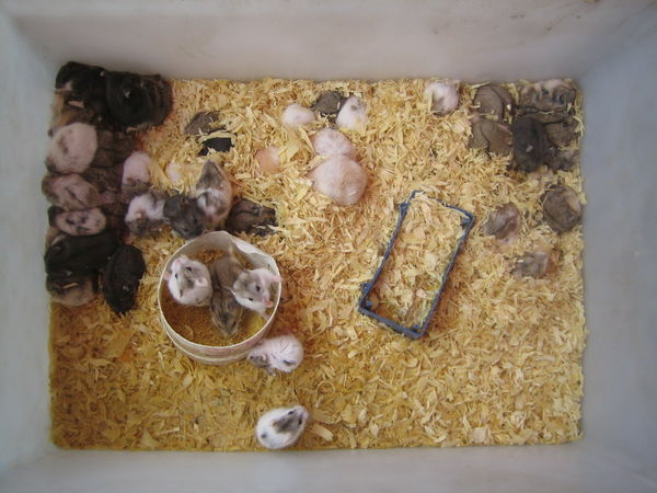A small box of mice