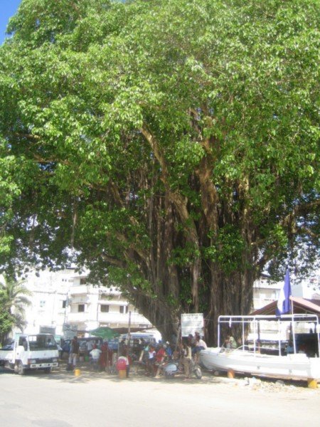 Big Tree in Stone Town