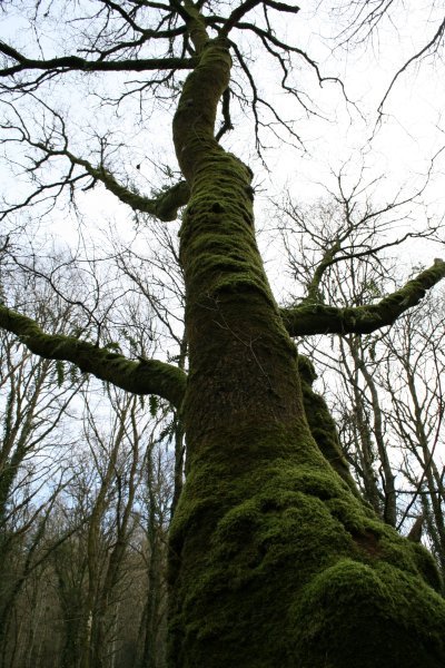 A tree in Bretagne
