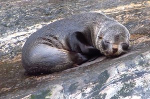 Sleepy seal - Milford Sound