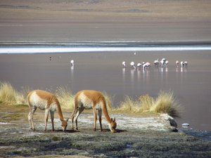 Vicuña - wild Llamas 
