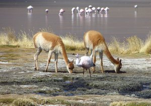 Flamingo & Vicuña - wild Llamas 