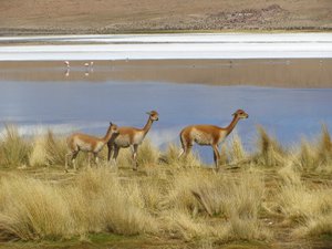 Vicuña - wild Llamas 
