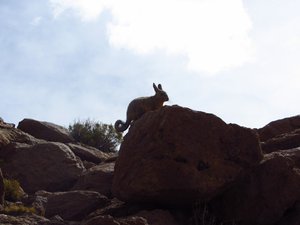Viscachas - long curly tailed Rabbits 
