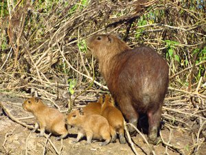 Capybara 