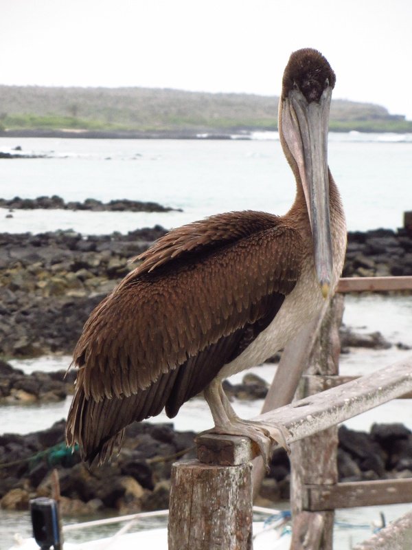 Dinosaur-esque pelican 