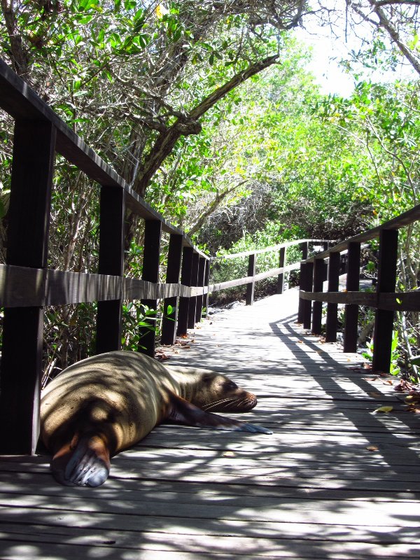 Mangrove walkway