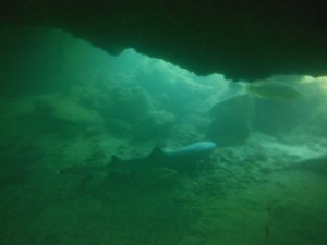 Cave of white tipped sharks