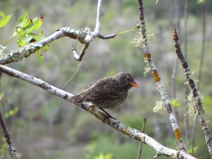 One of Darwin's finches