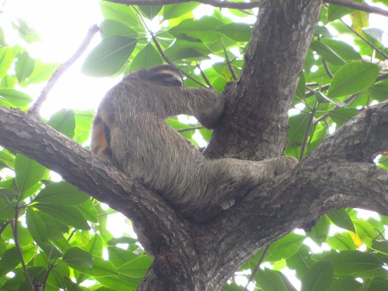 A Sloth! Bocas, Panama 