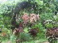 Hillside Garden, Ometepe 