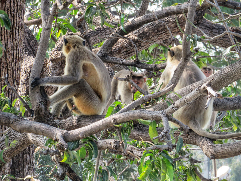 Monkeys in a tree, the best place for them!