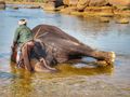 Lakshmi the elephant enjoying her bath in the river