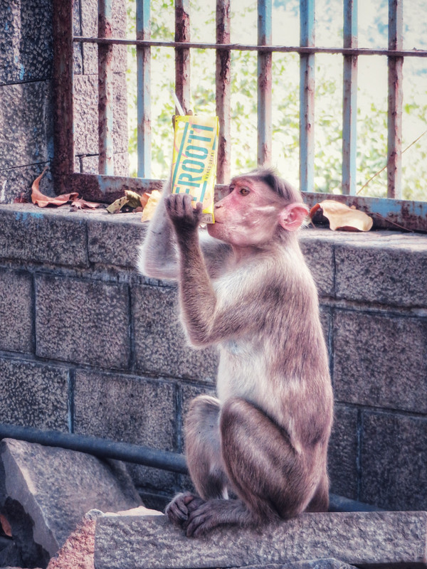Juice drinking monkey on Elephanta Island