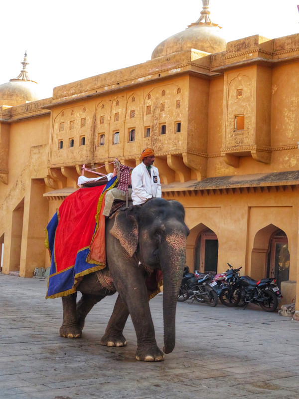Tourist Elephant at Amber Fort