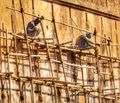 Workmen on bamboo scaffolding on the walls of Jaigrah Fort