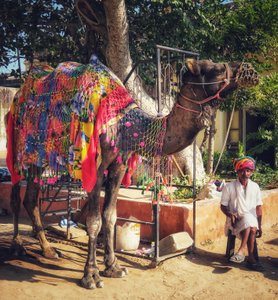 Camel for tourist rides at Naigrah Fort