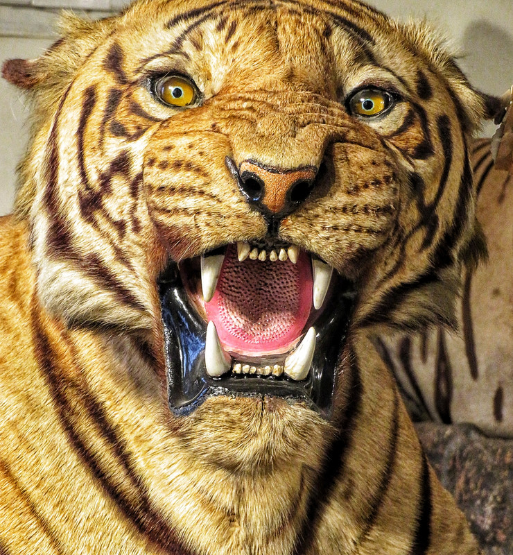 Jai Vilas Palace - Stuffed tiger