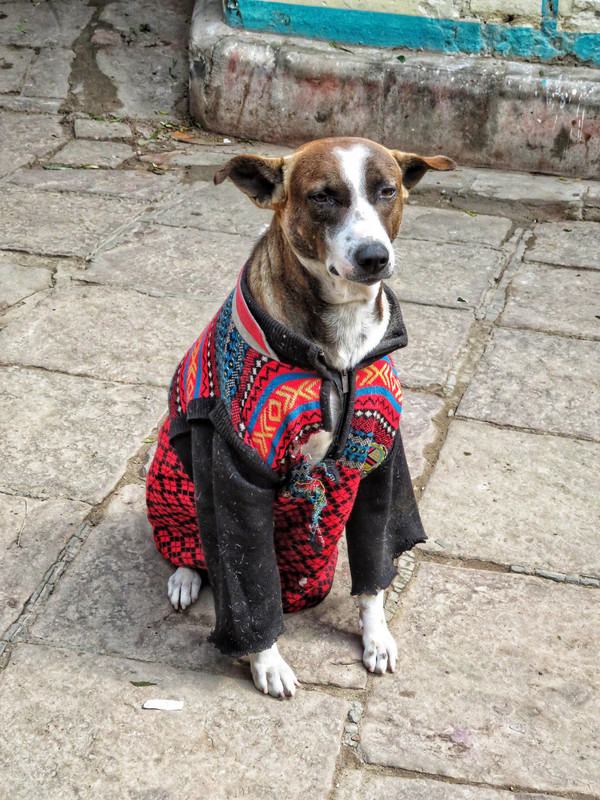 Varanasi's Best Dressed Dog