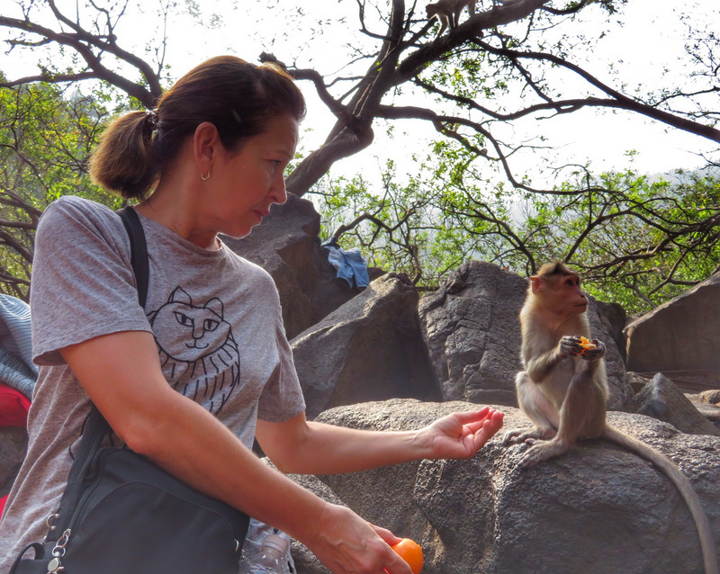 Friendly mandarin eating monkey