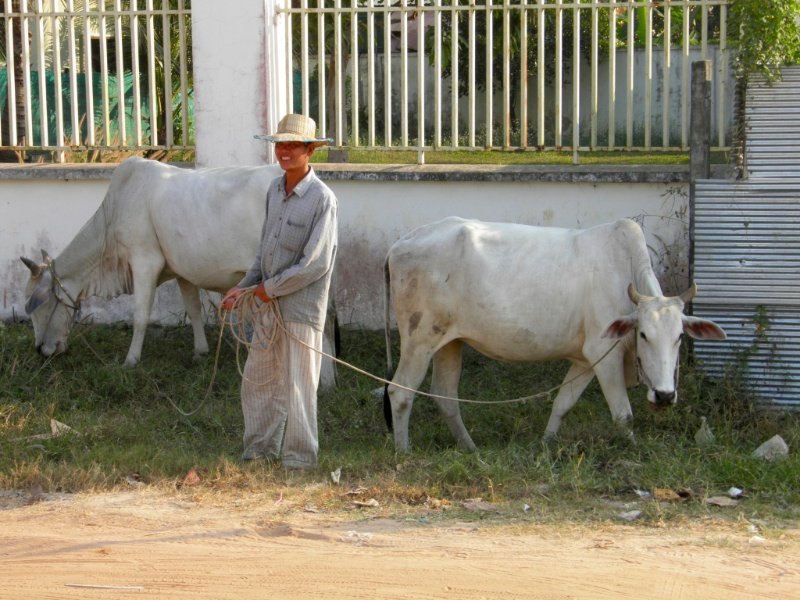 Cattle outside School